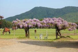 鮫川啓一牧場