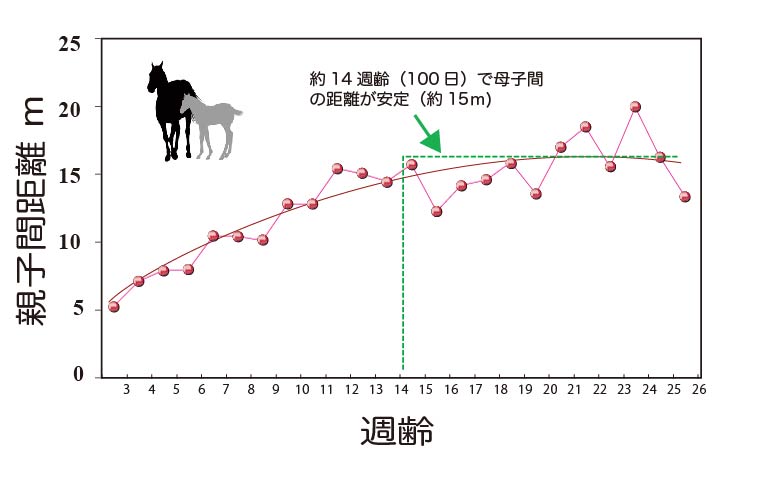 図② 子馬の週齢にともなう母子間距離の変化.jpg