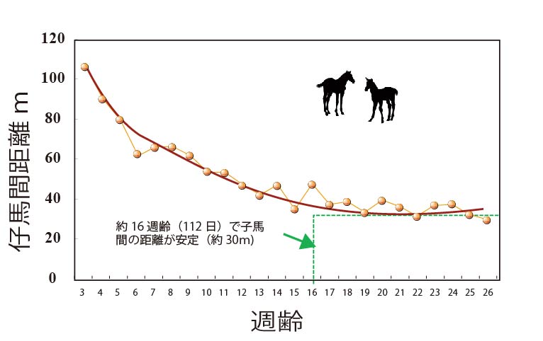 図① 子馬の週齢にともなう子馬間距離の変化.jpg