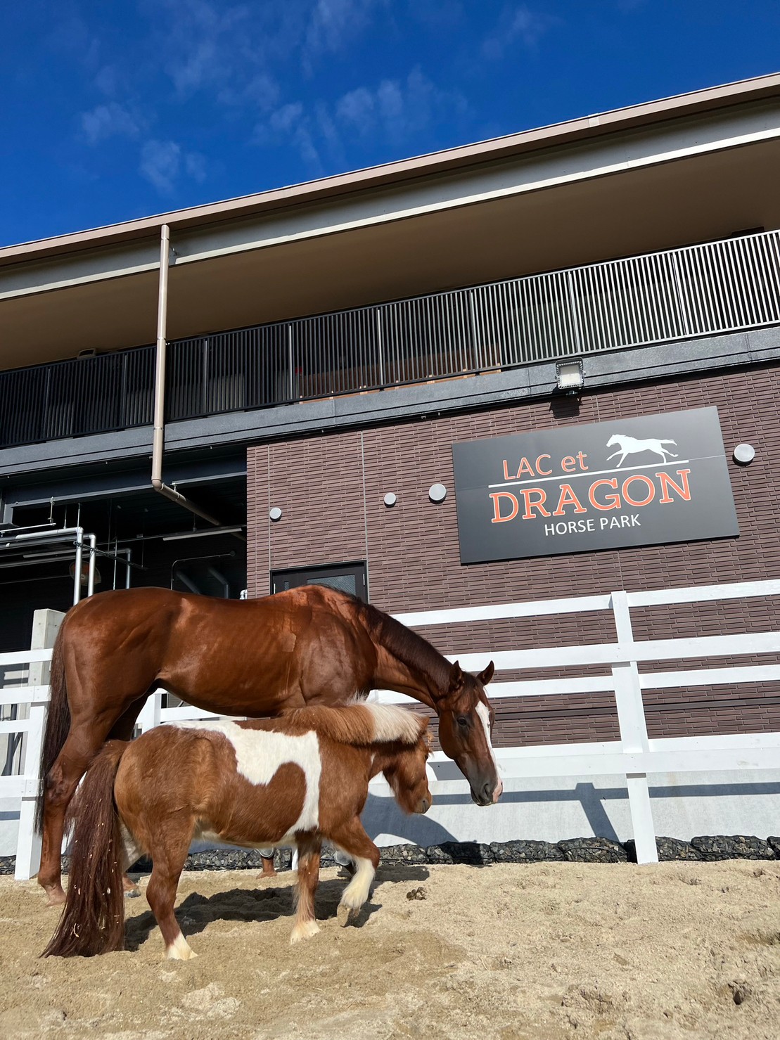 ラクエドラゴンホースパーク - 求人牧場一覧｜BOKUJOB - 競走馬 生産・育成牧場就業応援サイト -