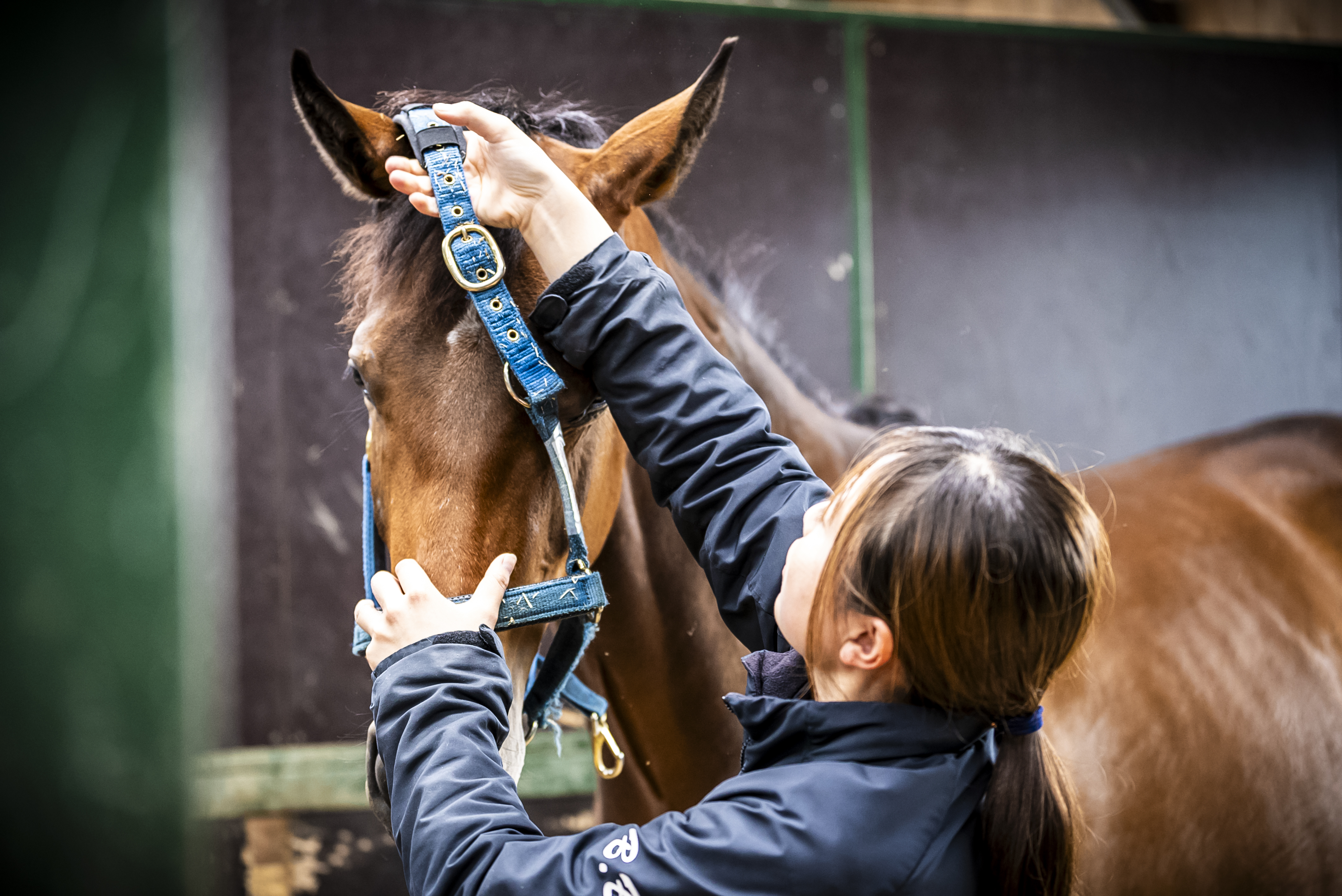 有限会社坂東牧場 - 求人牧場一覧｜BOKUJOB - 競走馬 生産・育成牧場就業応援サイト -