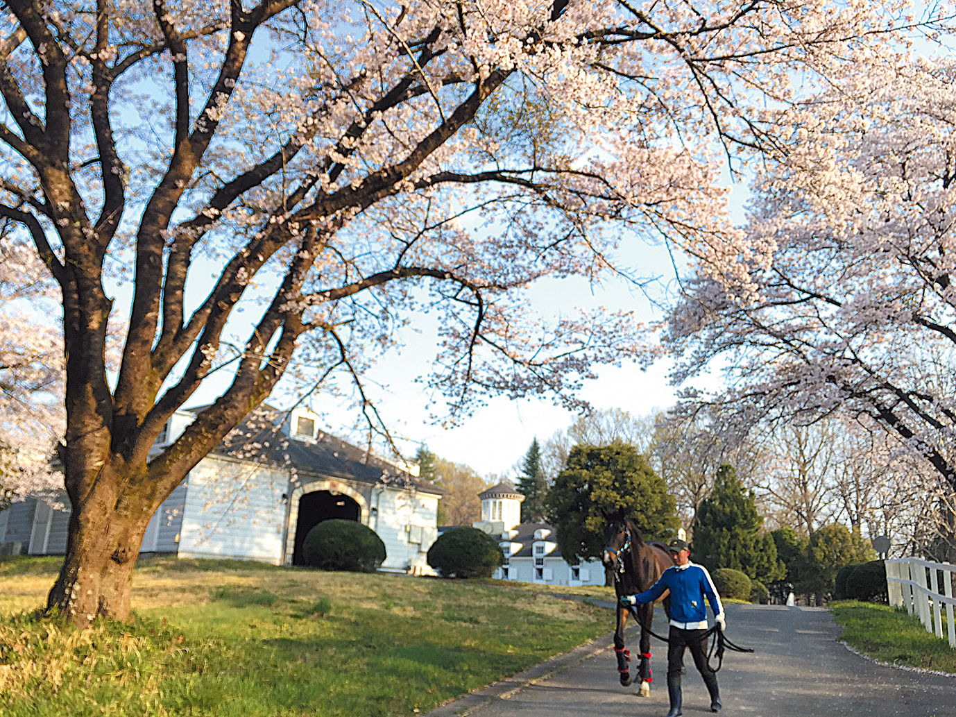 Ｔｏｍｏｒｒｏｗ Ｆａｒｍ - 求人牧場一覧｜BOKUJOB - 競走馬 生産・育成牧場就業応援サイト -