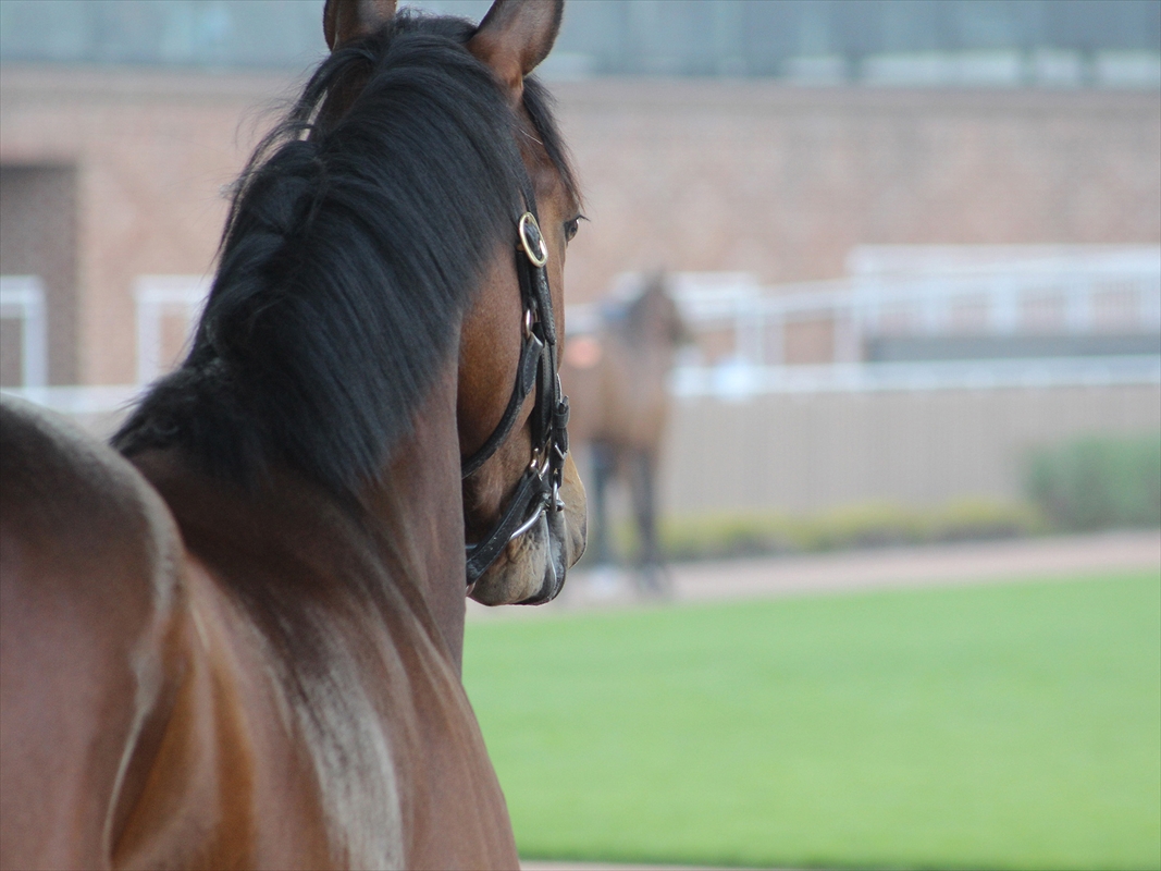 株式会社 アクティファーム - 求人牧場一覧｜BOKUJOB - 競走馬 生産・育成牧場就業応援サイト -